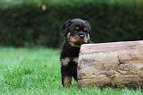 ROTTWEILER 374